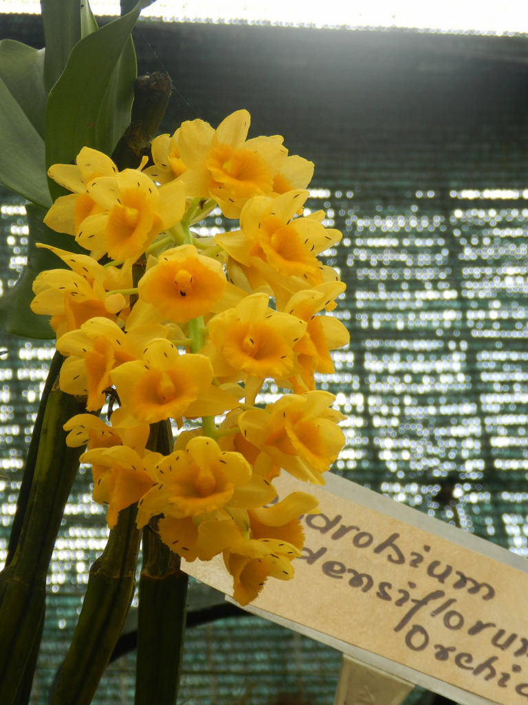 orchids, yellow flower, flower exhibition, gangtok, gangtok sightseeeing