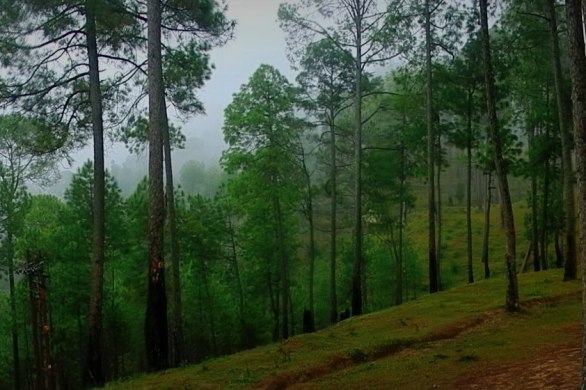 nature, solitude, alone, greenery, lachung, sikkim