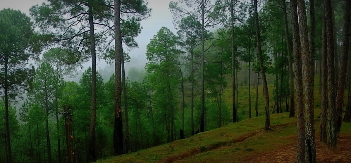nature, solitude, alone, greenery, lachung, sikkim