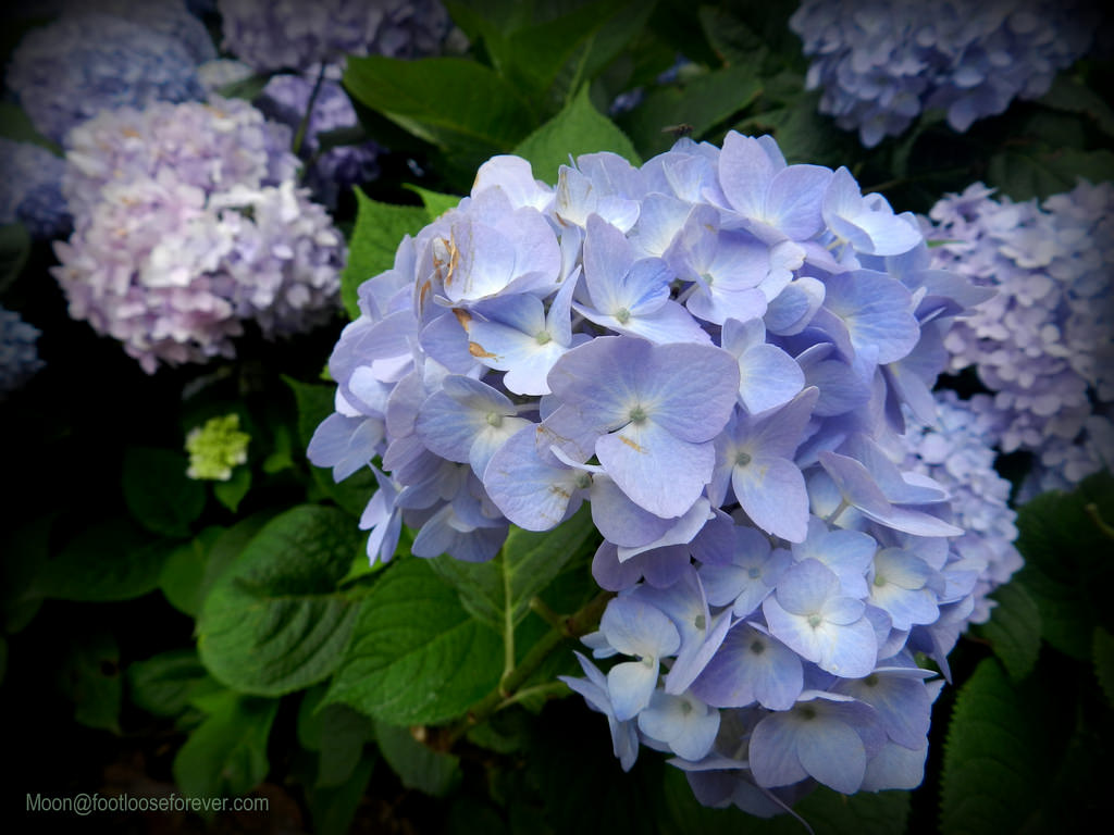 blue, snowball bush, flowers
