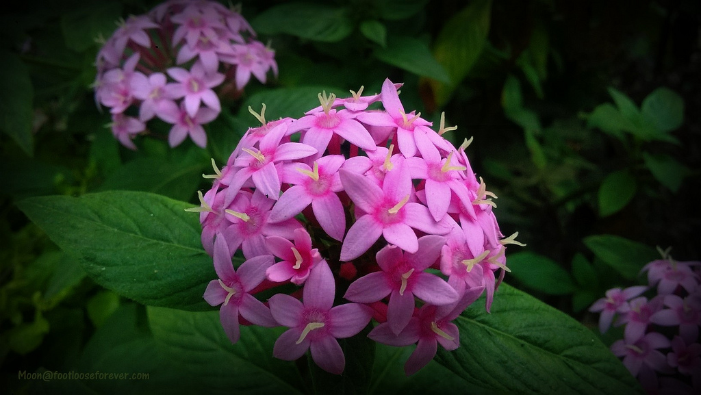 pink flower, jungle geraniums