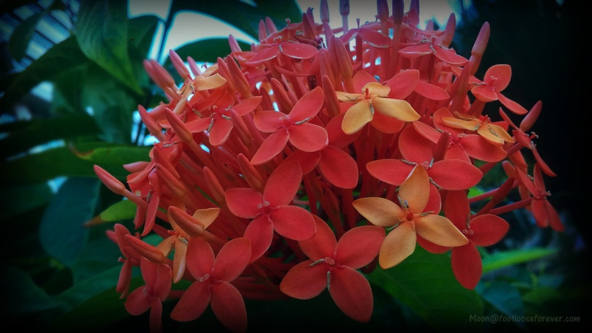 jungle geranium, flower, red flowers