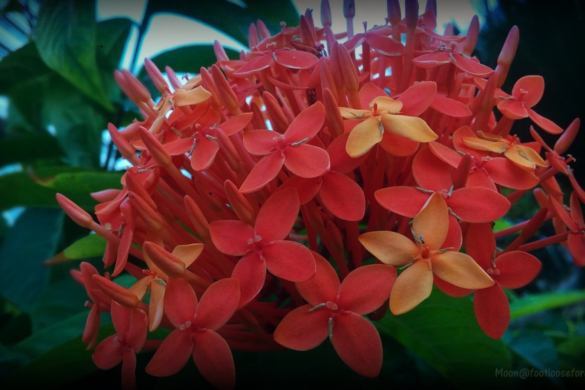 jungle geranium, flower, red flowers