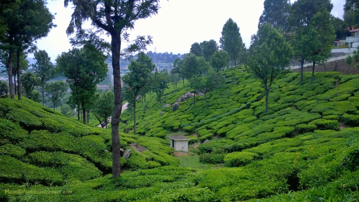 Coonoor, tea garden, nilgiri, hills