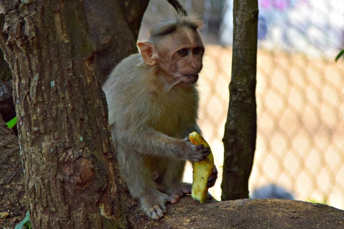 monkey eating banana, coonoor