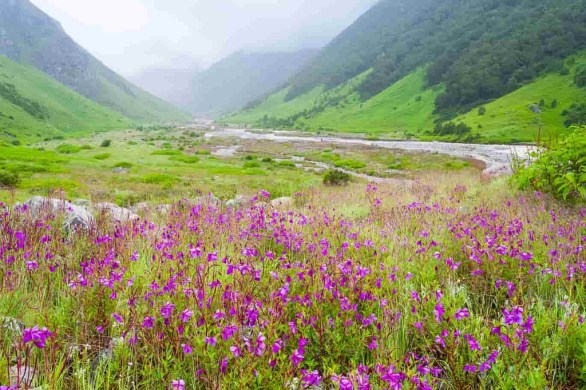 Valley of Flowers, Uttarakhand