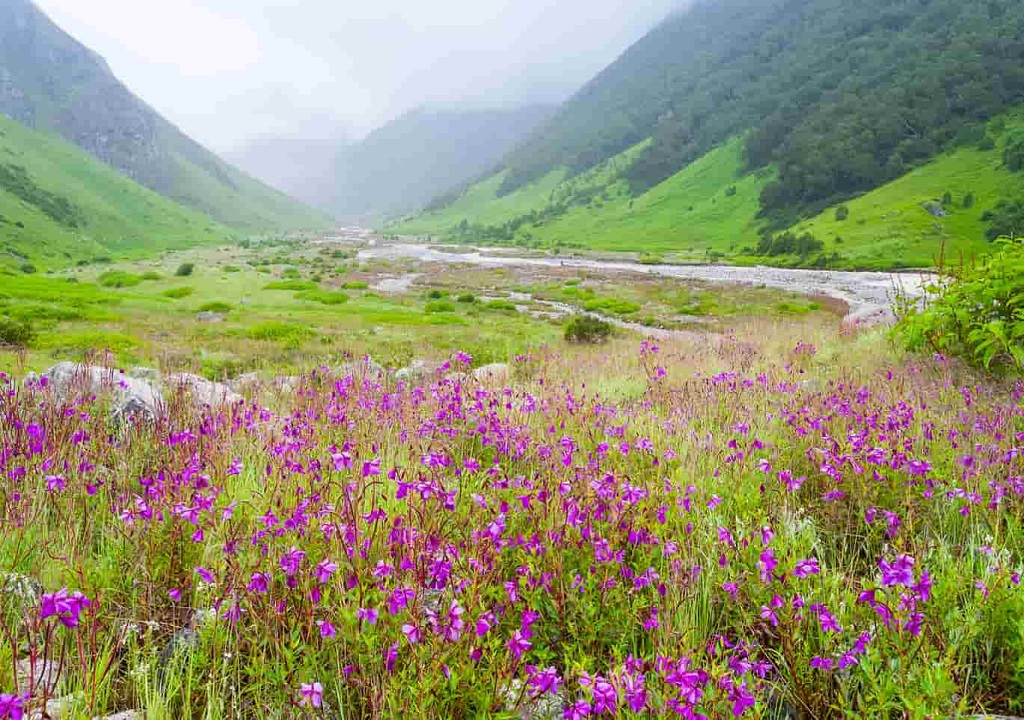 Valley of Flowers, Uttarakhand